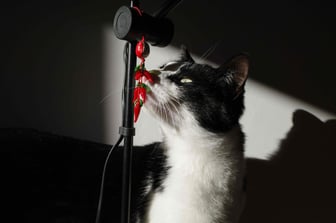 https://warpcast.com/bartherapy.eth